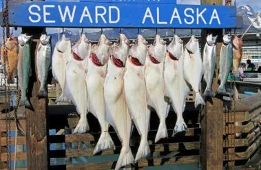 fresh fish hanging caught