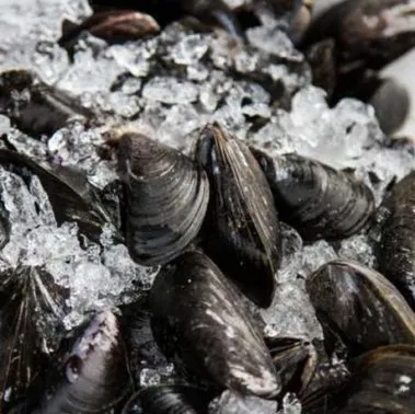 prince edward island mussel distributor