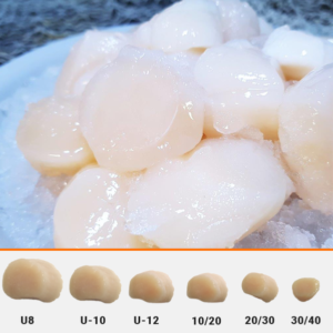 scallop size chart seafood distributor