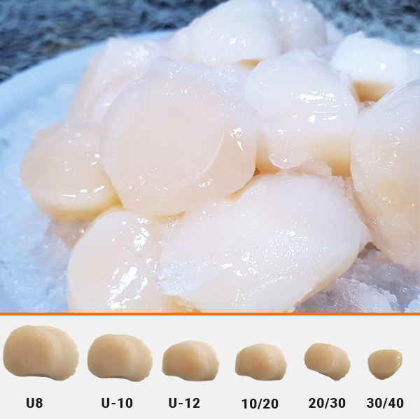 Frozen Jumbo 10pc Per Lb Iqf Dry Scallops 2lb Bag Ocean Seafood Depot