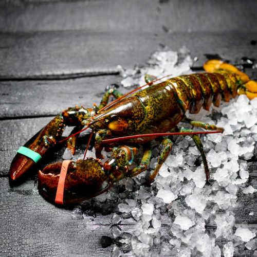 Fresh Whole Live Lobster(1.50lb Each / Price per Lobster) – Ocean