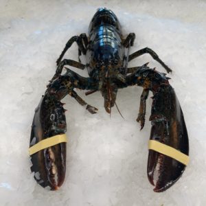 live lobster wholesale new york city