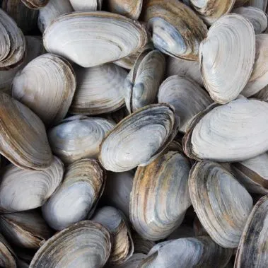 wholesale fresh clams new york city