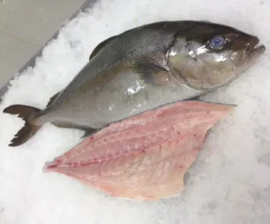 Whole kanpachi fish prepped for restaurants