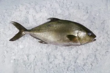 Whole Kampachi wholesale restaurants