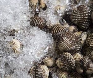 fresh cockles on ice for restaurant delivery