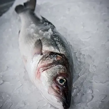 fresh full bronzino restaurant sales