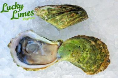 lucky limes oysters wholesale