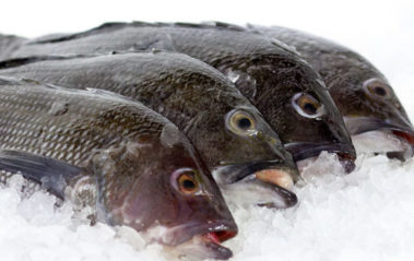 premier black bass wholesale restaurants new york city