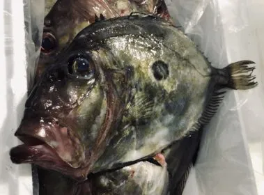 Peixe Galo John Dory fish wholesale