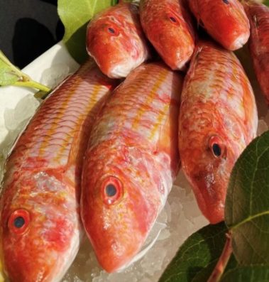 striped red mullet salmonete fish wholesale new york