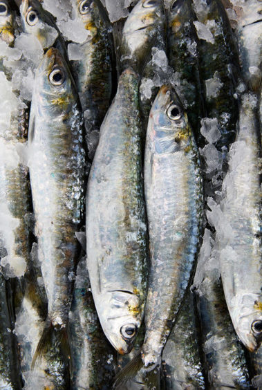 Sardinha sardines wholesale new york