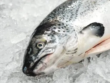 Fresh Norwegian Salmon ready for shipment to New Jersey restaurants
