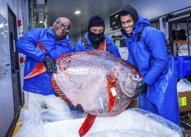 restaurant seafood supplier opah fish