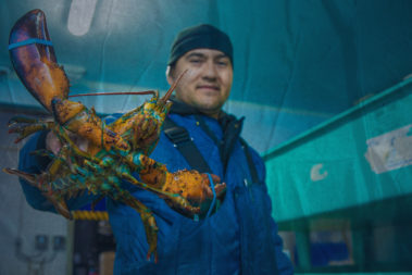 fresh lobster ready for seafood shipment